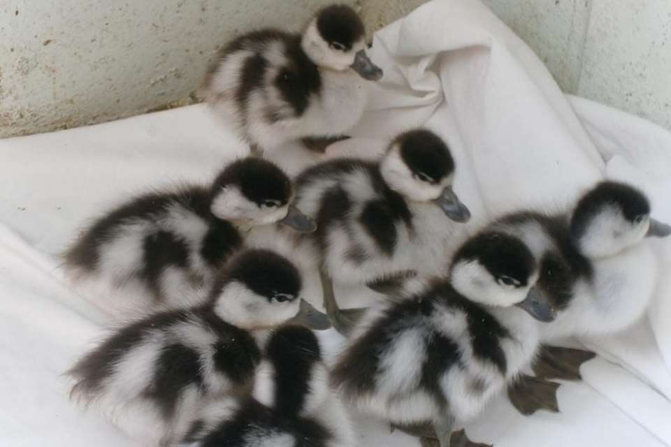 Ducklings found on Leysdown Road are now being cared for at the Mallydams Wood centre