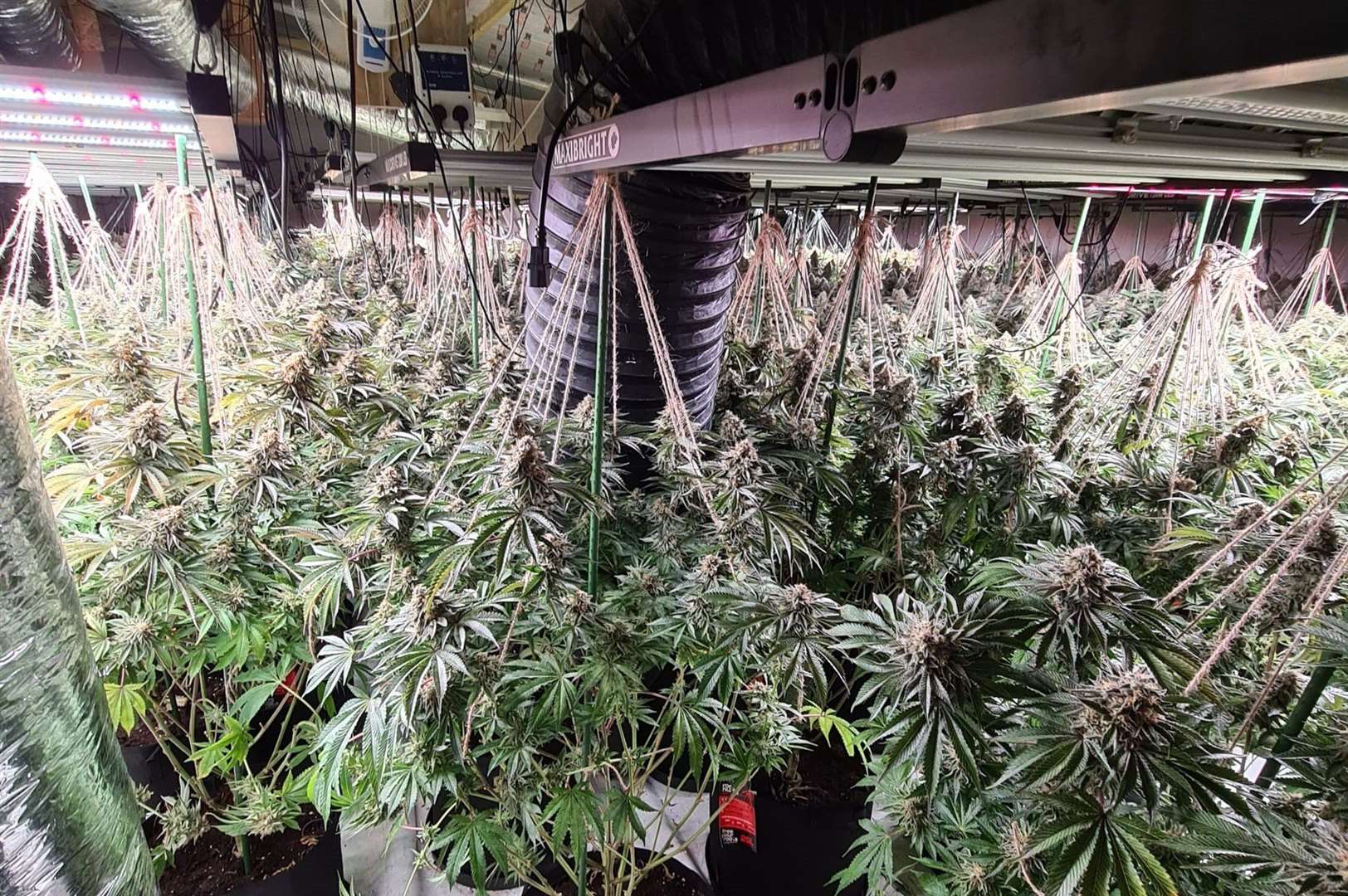 The cannabis cultivation in Headcorn. Picture: Kent Police