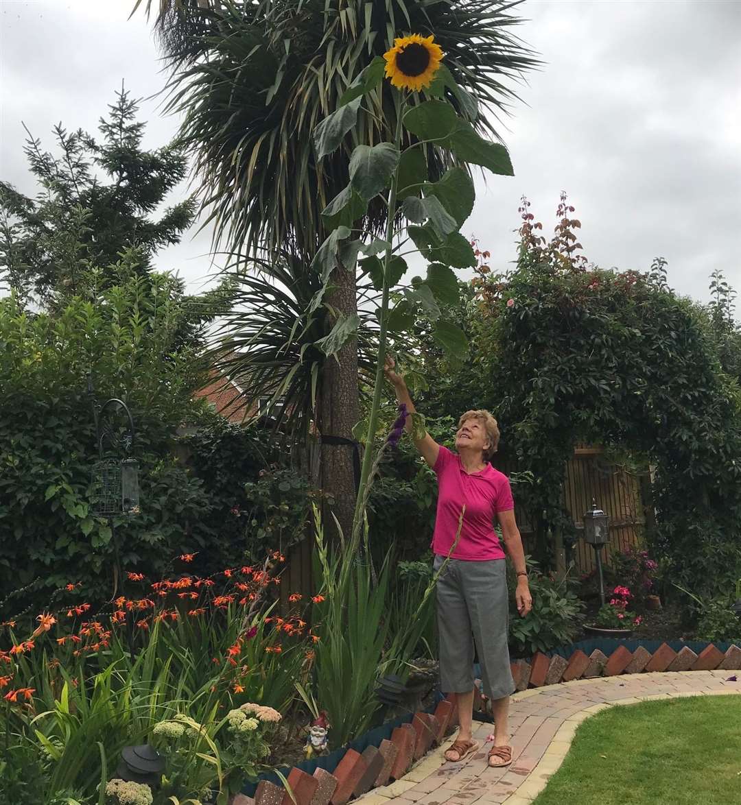 Daniele Ligneau-Wilton beneath her giant sunflower. Picture: Daniele Ligneau-Wilton