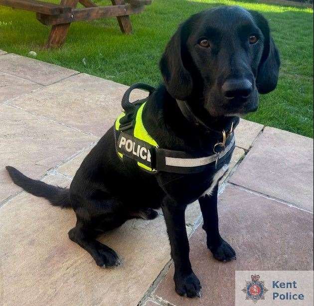 Police dog Dougal found the banned substance ahead of Gillingham's match with Charlton in December. Picture: Kent Police