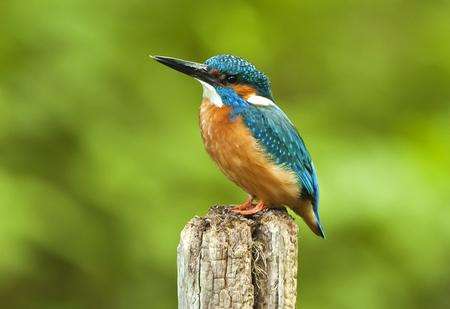 Kingfisher (picture courtesy Andy Vidler)