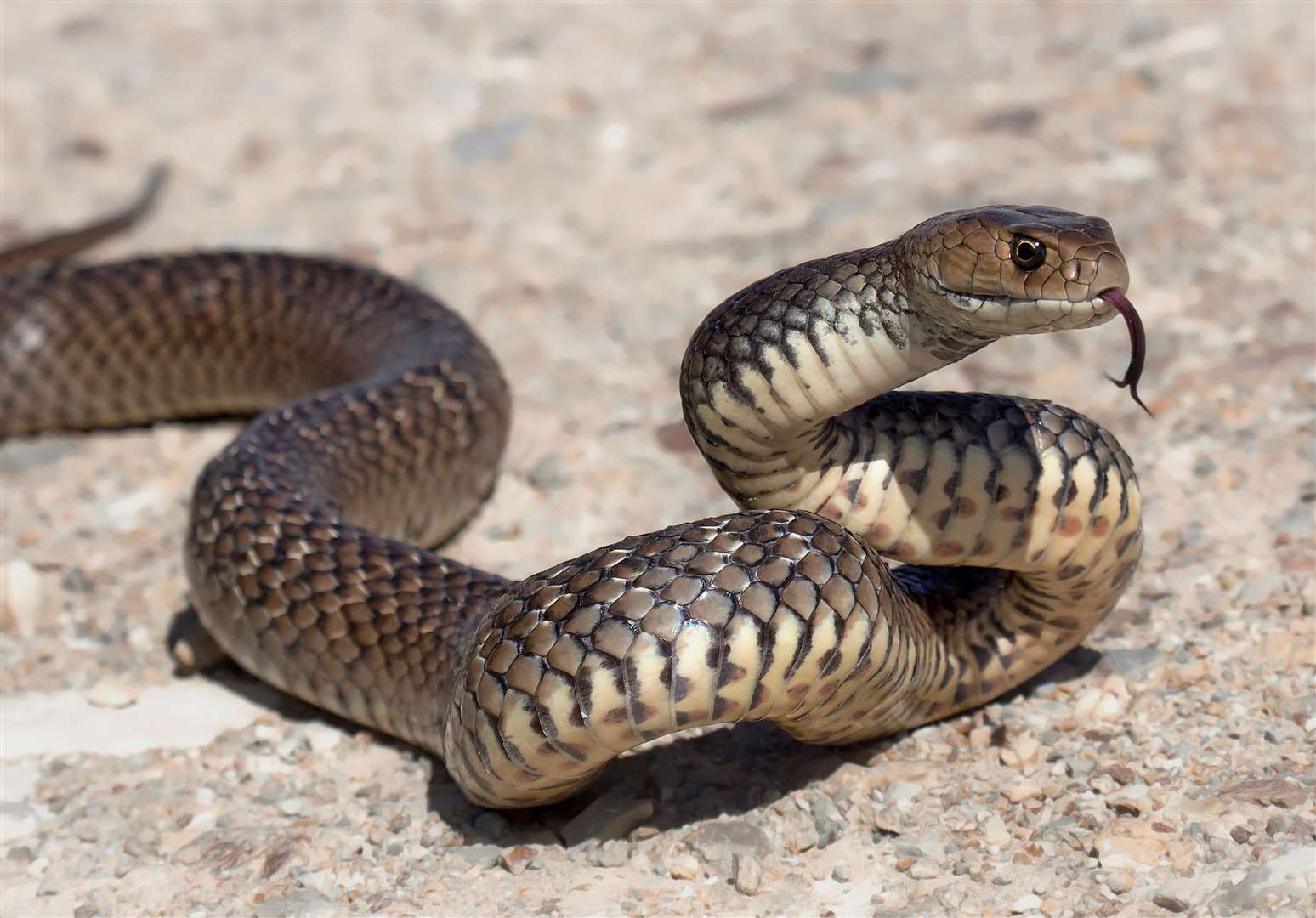 The majority of calls about escaped reptiles occur between June and August. Image: iStock.