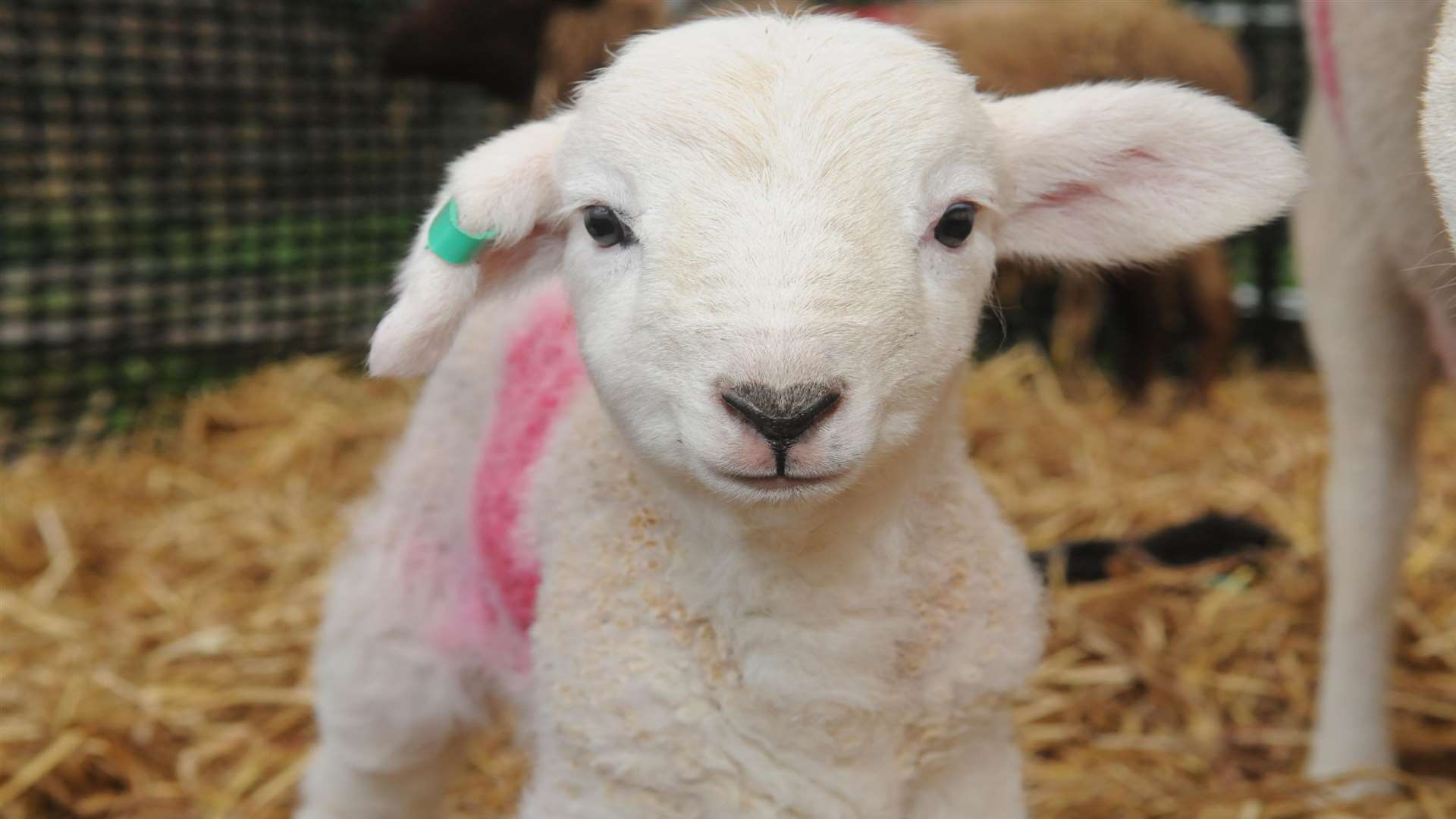 A new arrival at the Rare Breeds Centre in Woodchurch
