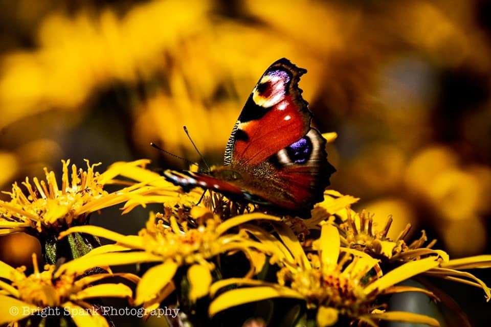 A butterfly photographed in Scotland. Picture: Amy Manning