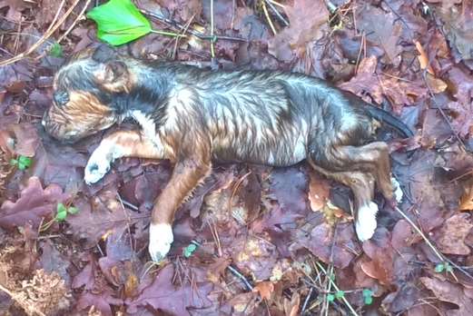 Two dead puppies were found in the country lane