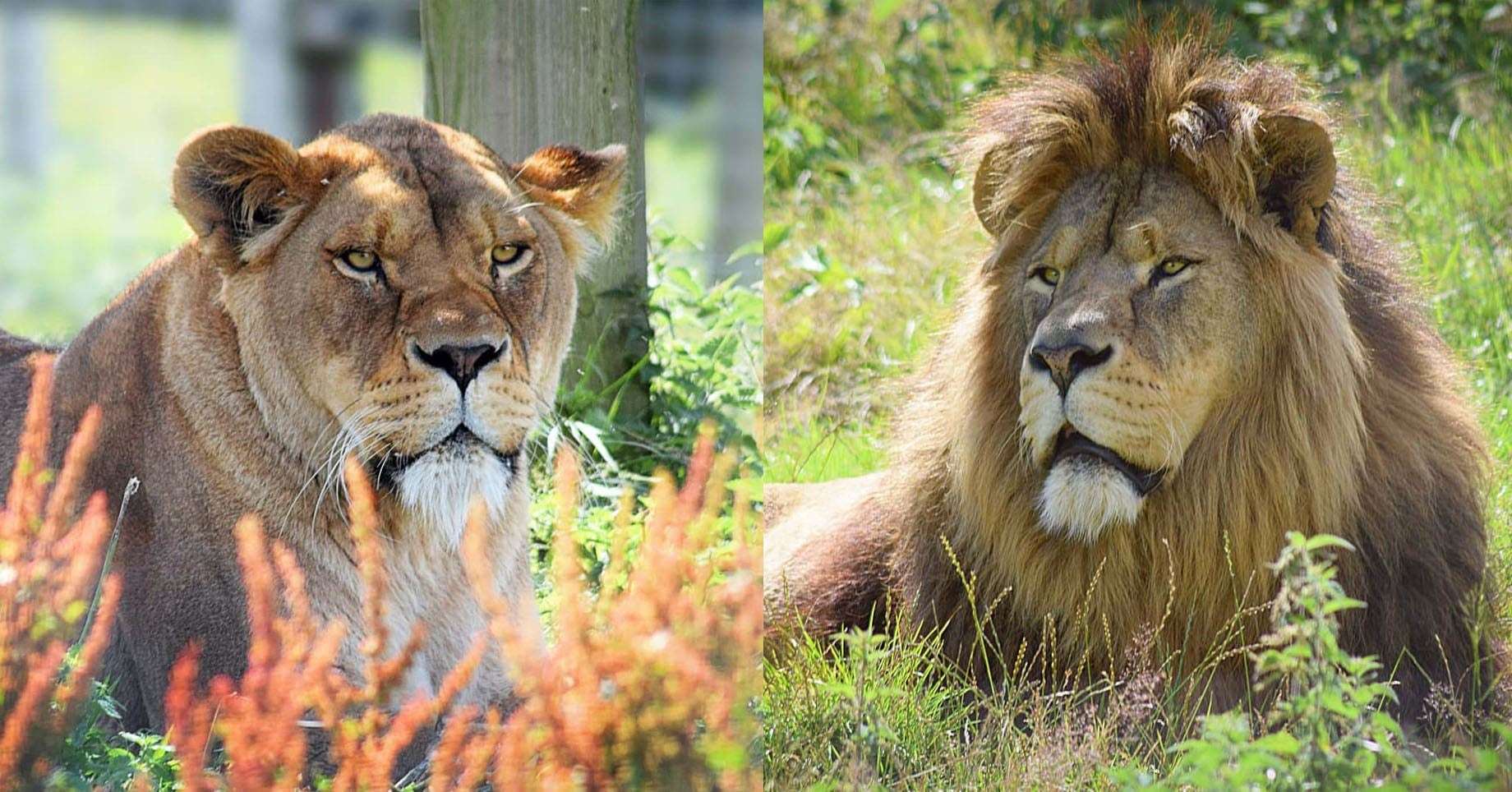 Wilma and Zulu are expected to arrive at Port Lympne in the coming days. Picture: Port Lympne