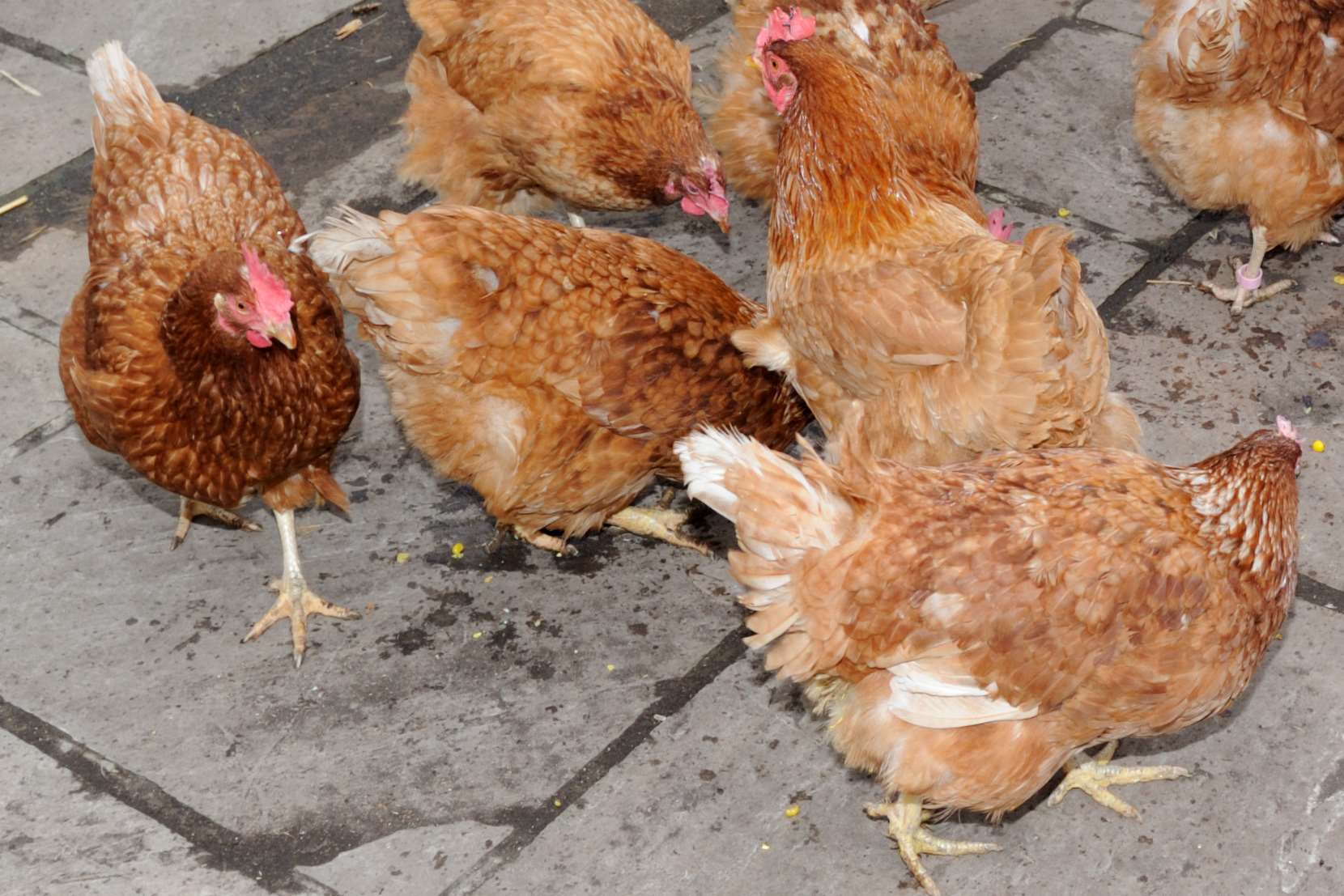 Poultry owners have been advised to keep their birds inside until the end of February