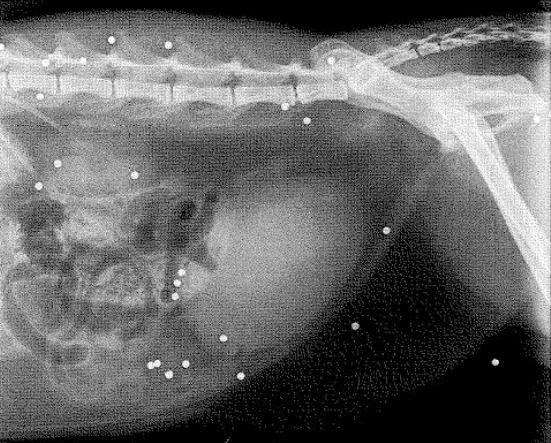 Xray images show lead pellets embedded in cat after attack with