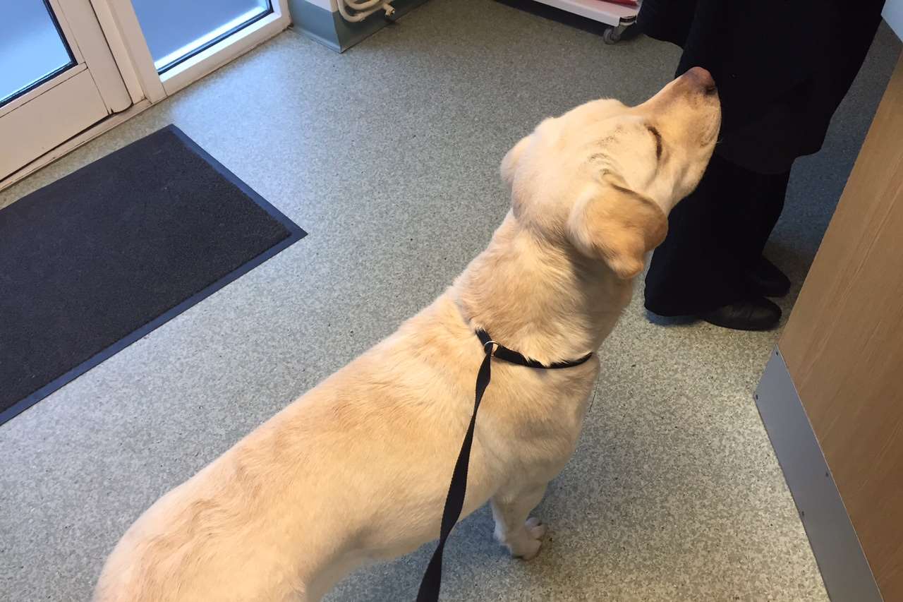 The dog has been taken to a vet's