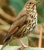 Bird numbers in Kent - including song thrushes - have declined over the last 30 years