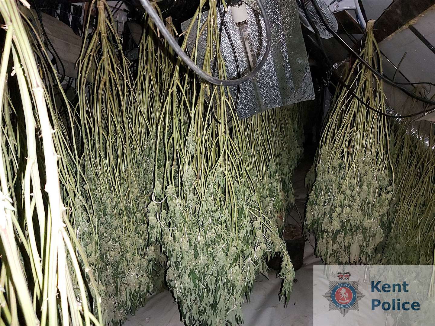 Three men have been arrested after hundreds of cannabis plants were seized in School Lane, Ramsgate. Picture: Kent Police