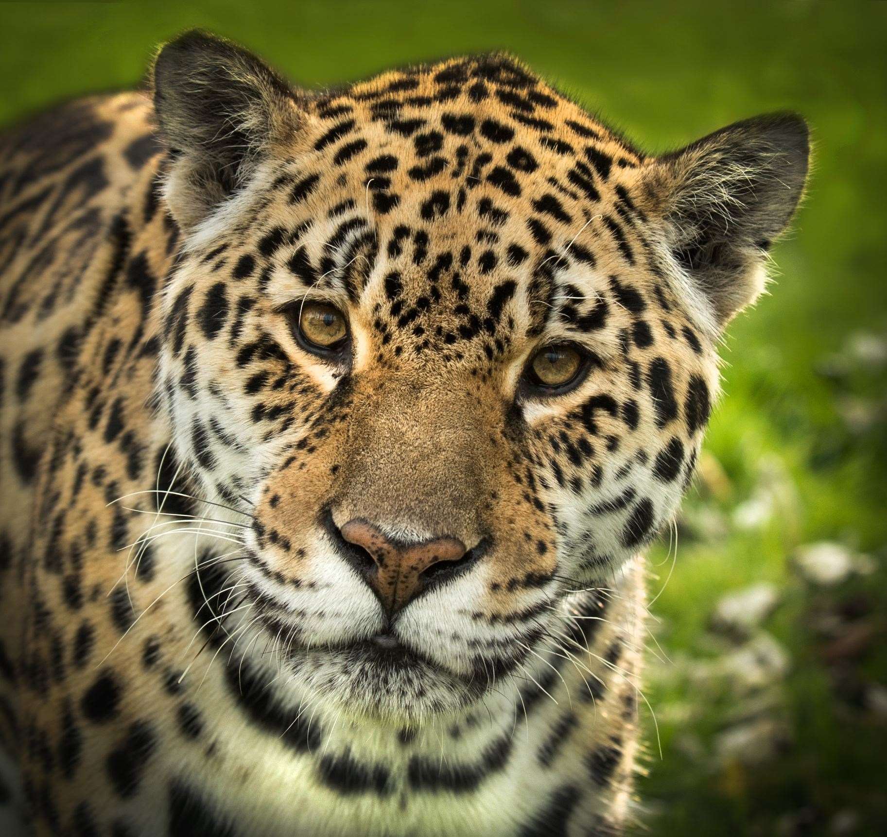 Jaguar Sofia from The Big Cat Sanctuary in Smarden dies aged 20
