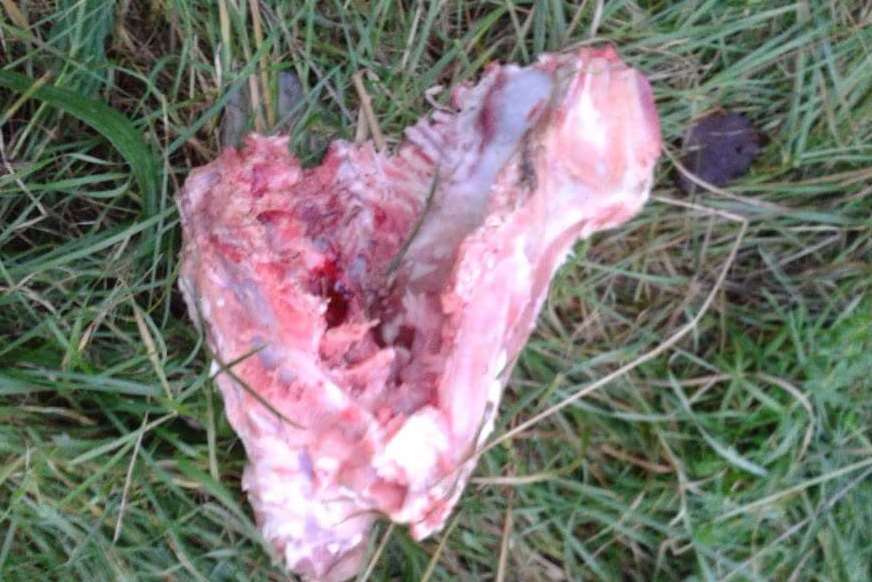 Raw meat was found dumped in the woods