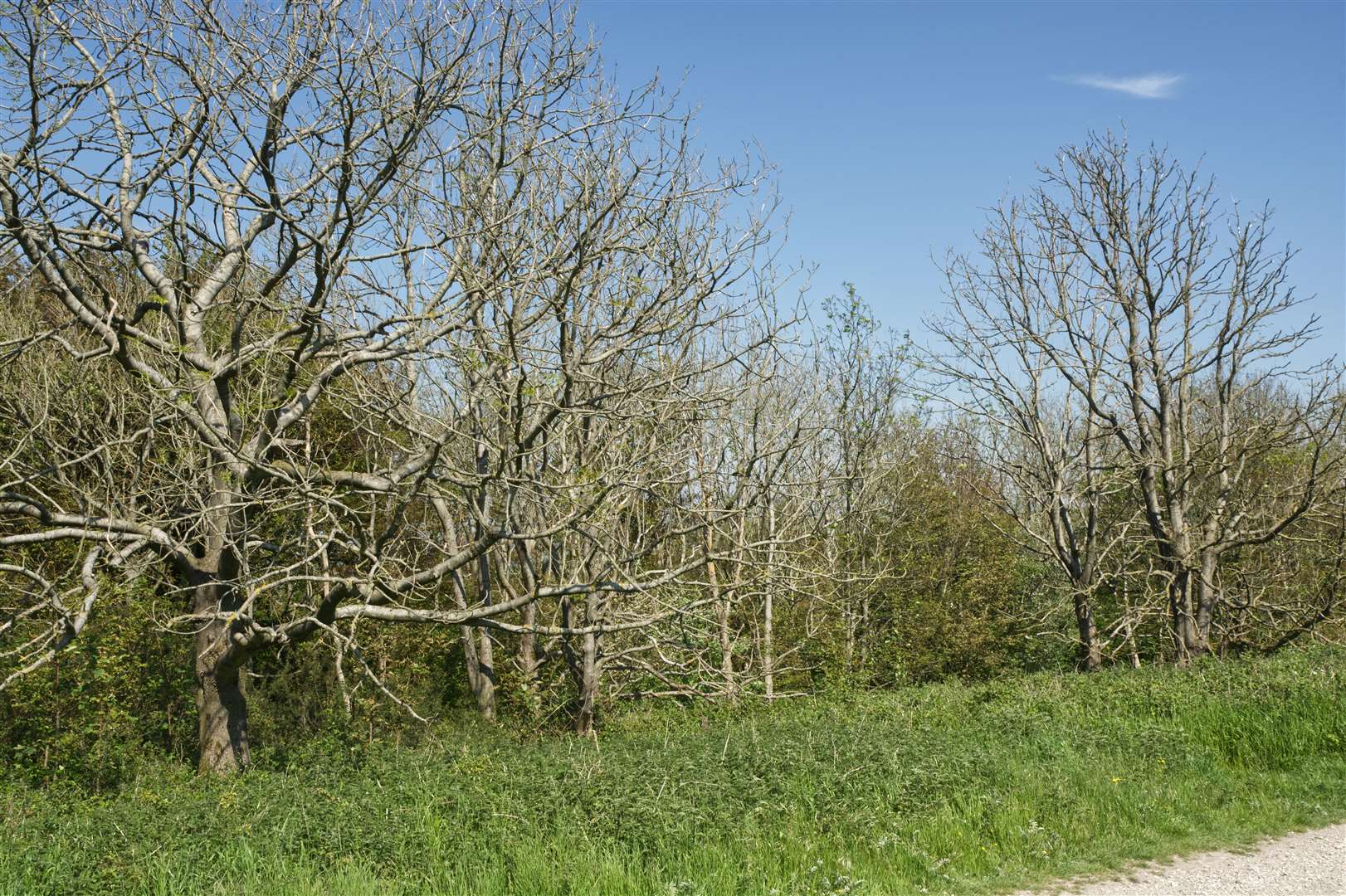 Ash trees with dieback first lose their foliage and then die