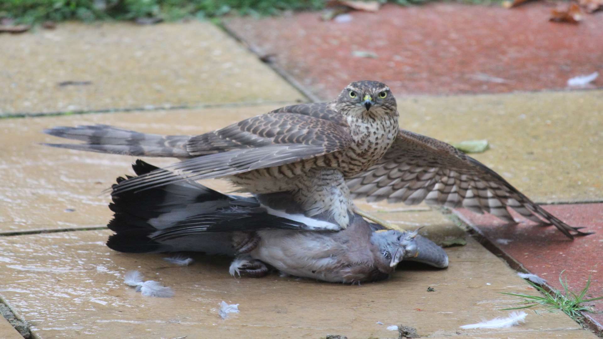 A sparrowhawk grappling with a pigeon. Picture: Des Sudworth
