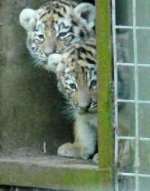 Is it safe to come out? The Siberian tiger cubs at Port Lympne. Picture courtesy Richard Barnes