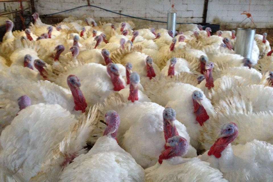 The MB Farms turkeys are reared on site and are free range