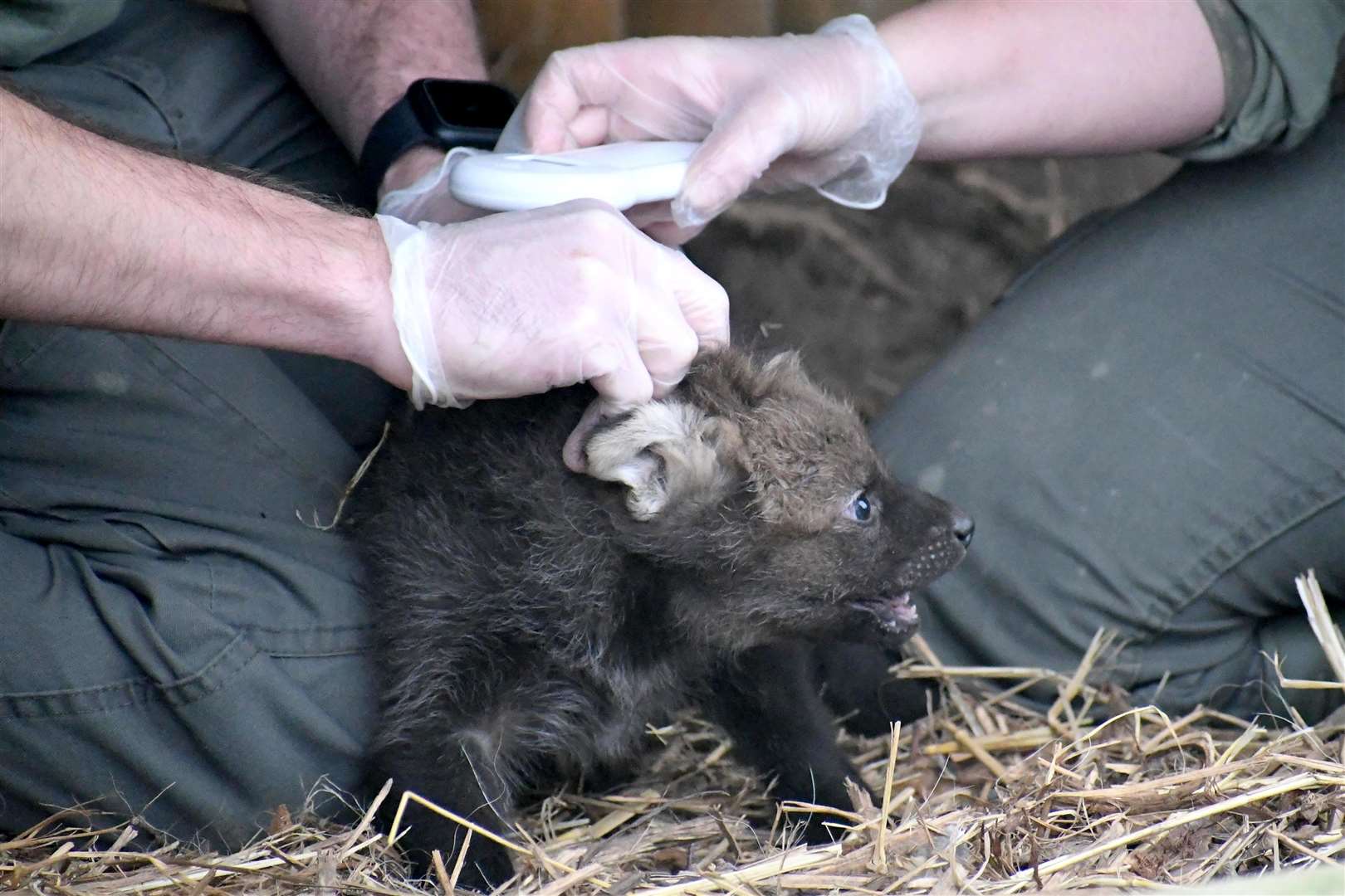 Maned Wolf cub being tended to by vet (Yorkshire Wildlife Park)