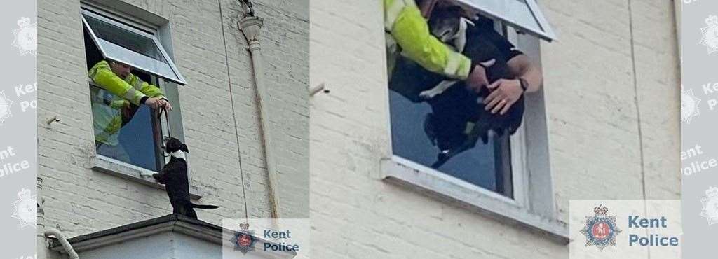 An officer reaches through the window to snatch the dog to safety