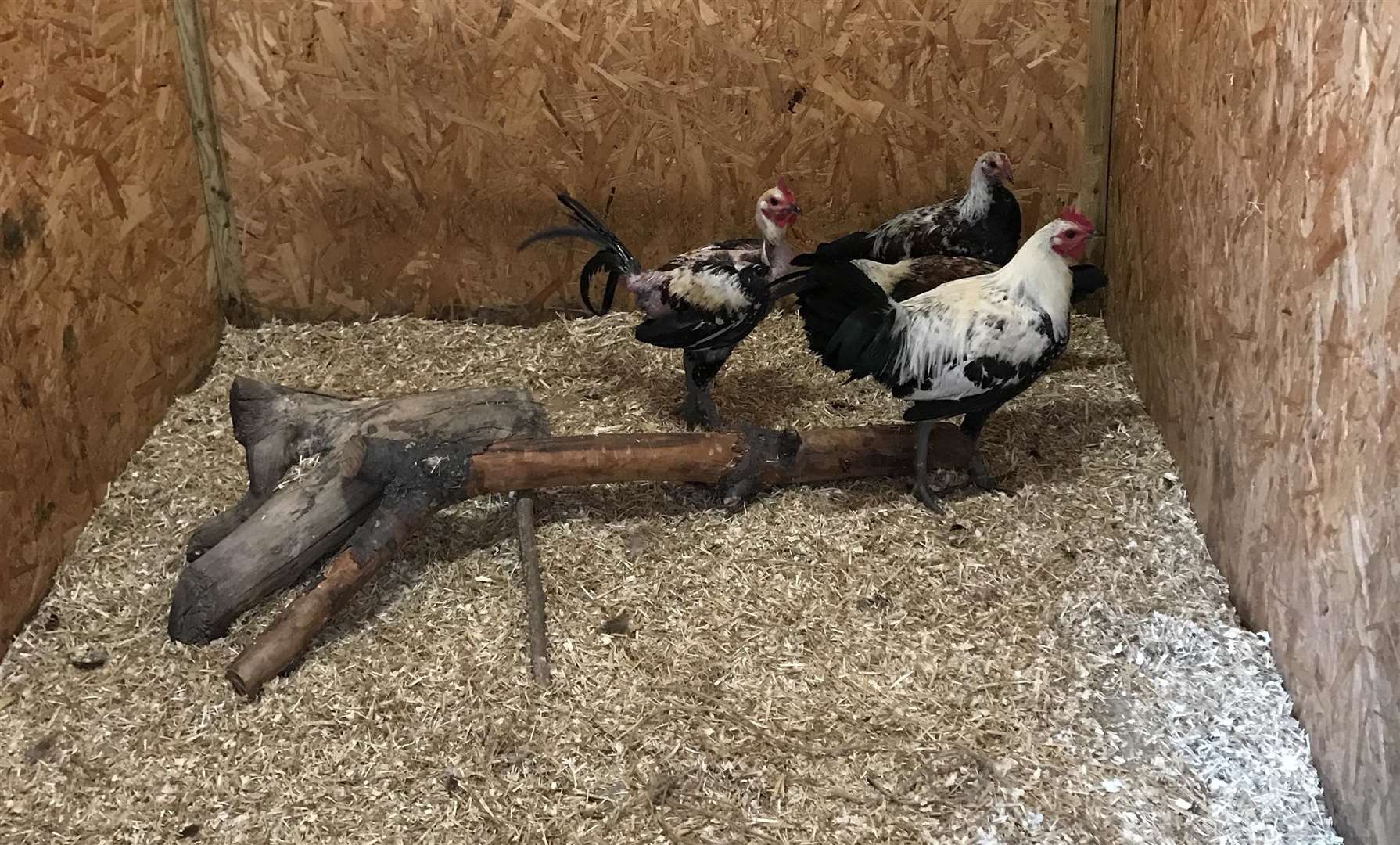 Some of the chickens - others could still be on the loose