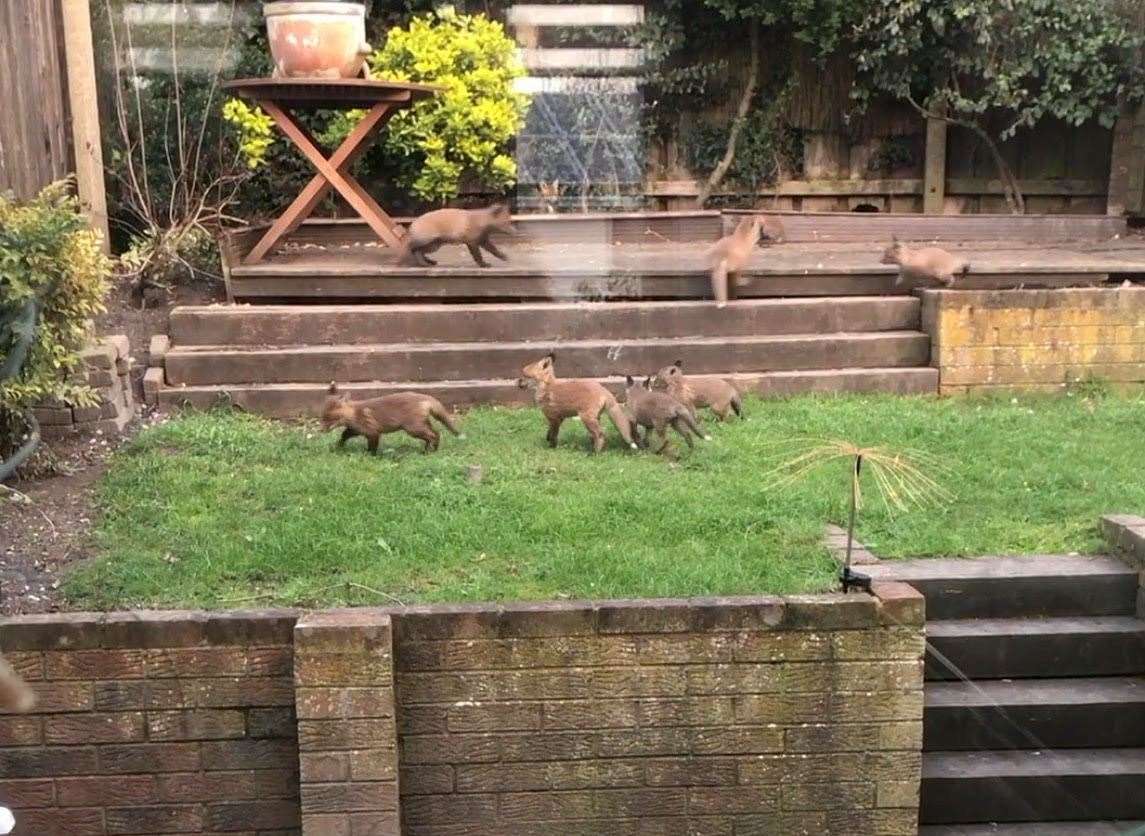 The foxes play in Sue's garden every day