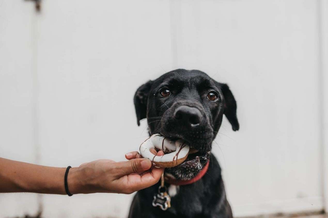 One in 14 dogs are overweight. Picture: Camylla Battani, Unsplash