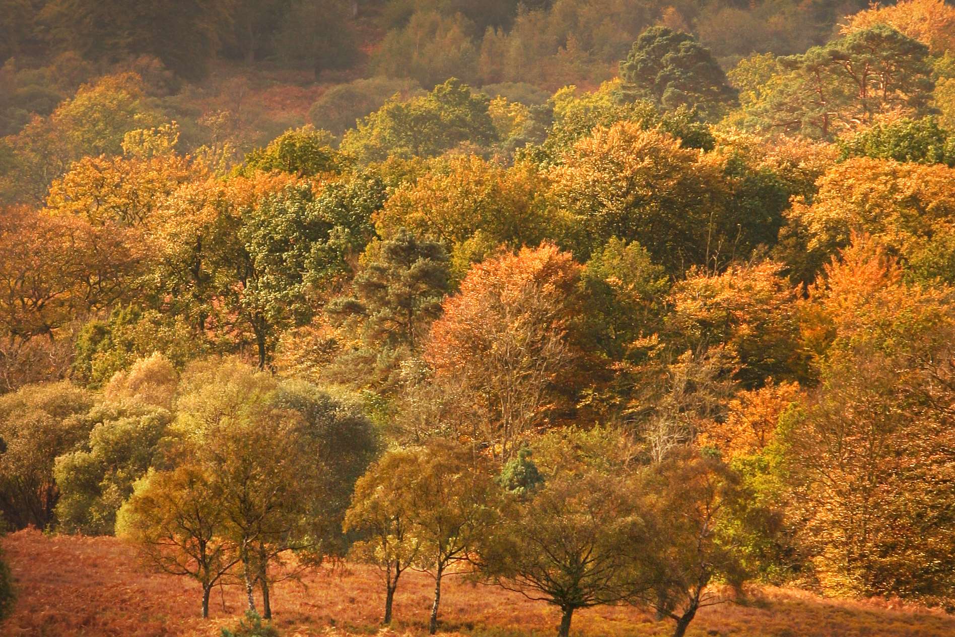 The New Forest.