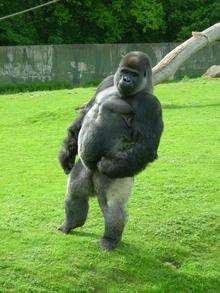 Ambam the upright gorilla at Port Lympne Wild Animal Park