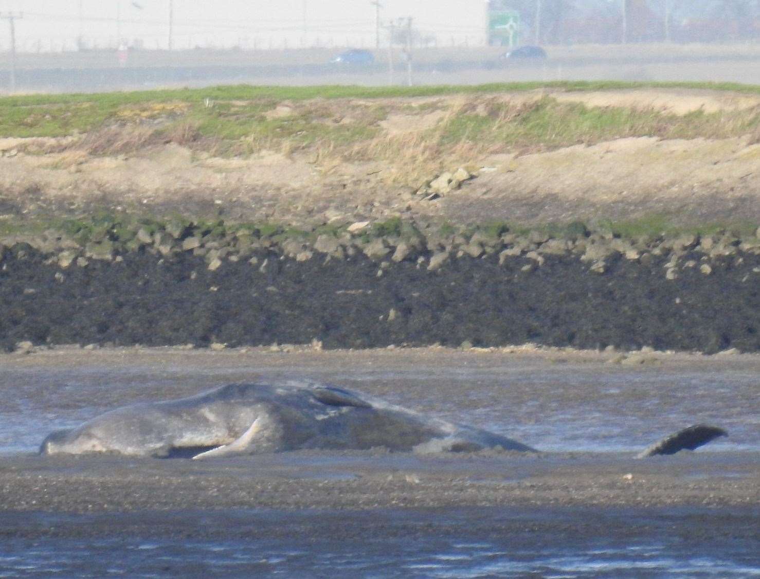 Dead whale on the Sheppey coast at Elmley. Picture: Lorraine St John, Kent Wildlife Rescue Services