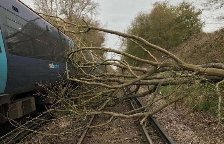 The tree landed on the tracks. Pic: Network Rail