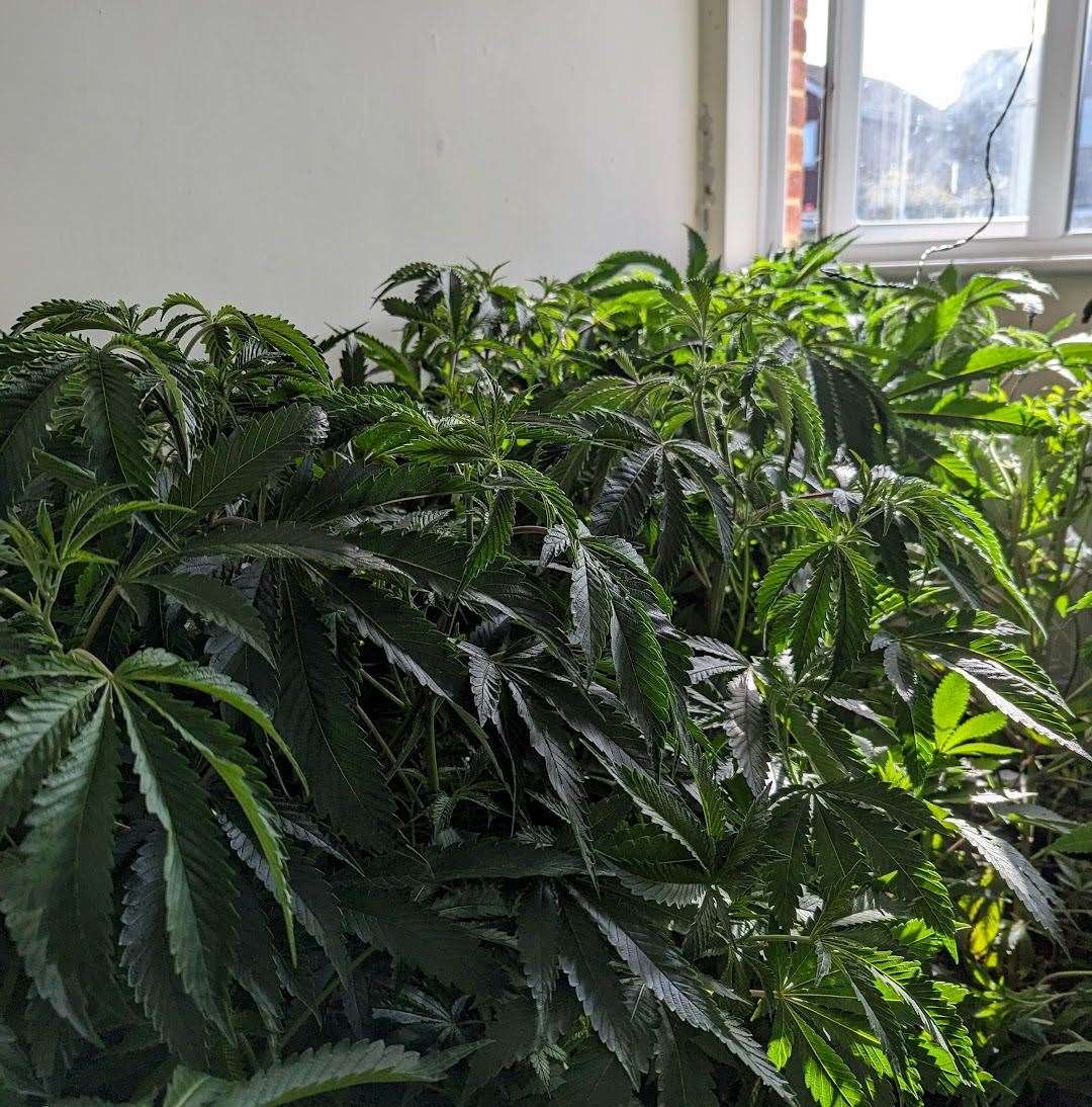 Officers discovered almost 150 mature cannabis plants at a residential property in Sandilands, Ashford. Picture: Kent Police