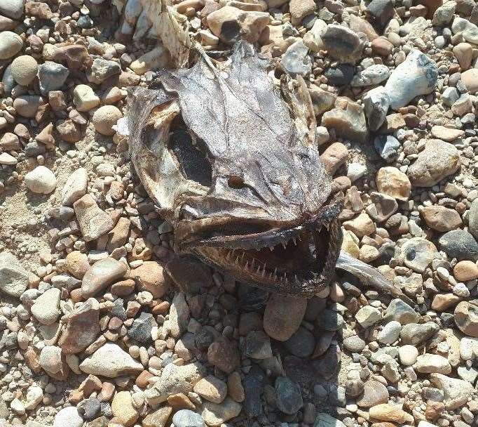 The strange-looking creature washed up on Whitstable beach. Picture: Linda Hodis