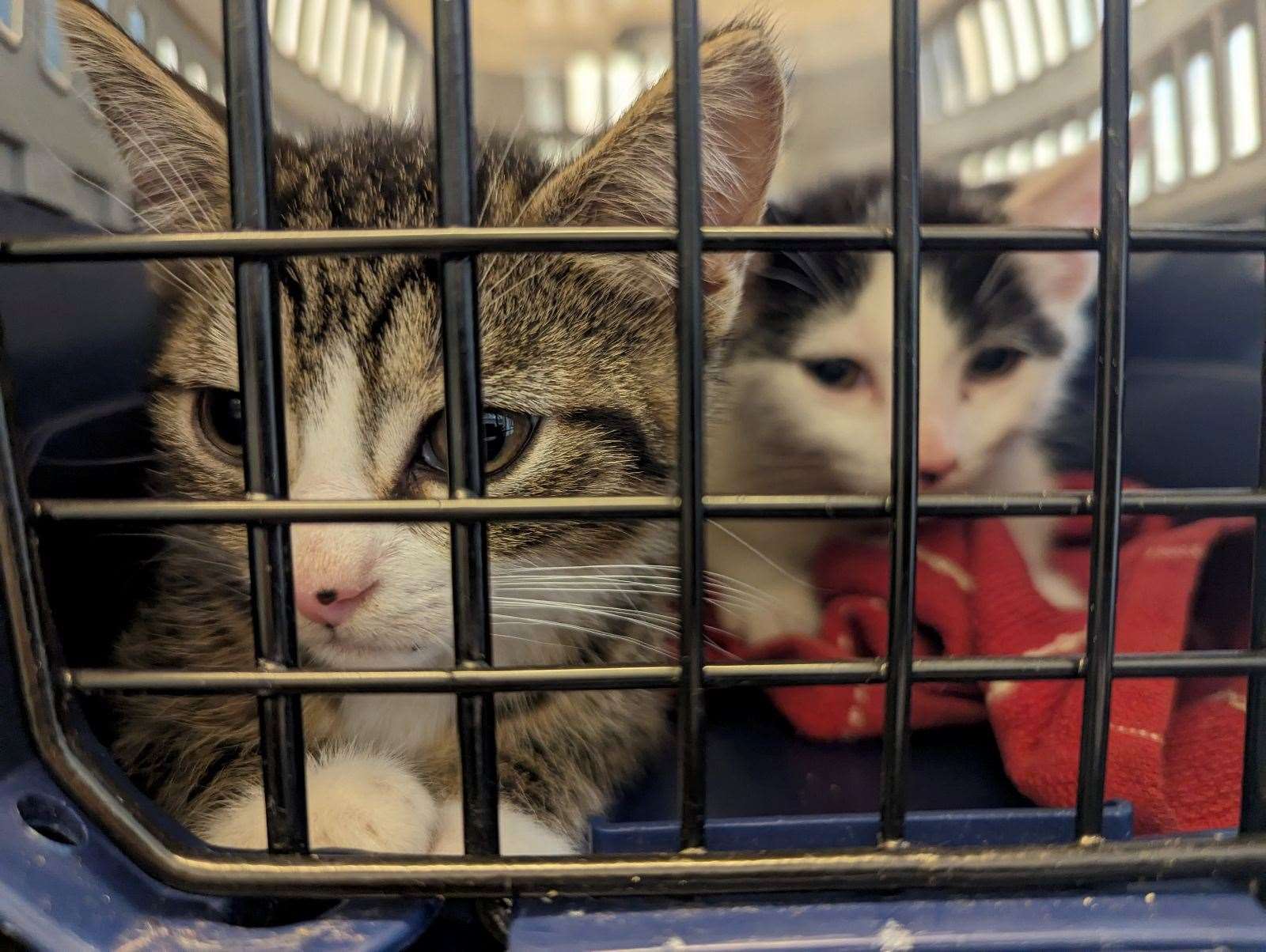 Two kittens were also found before being rescued. Picture: RSPCA