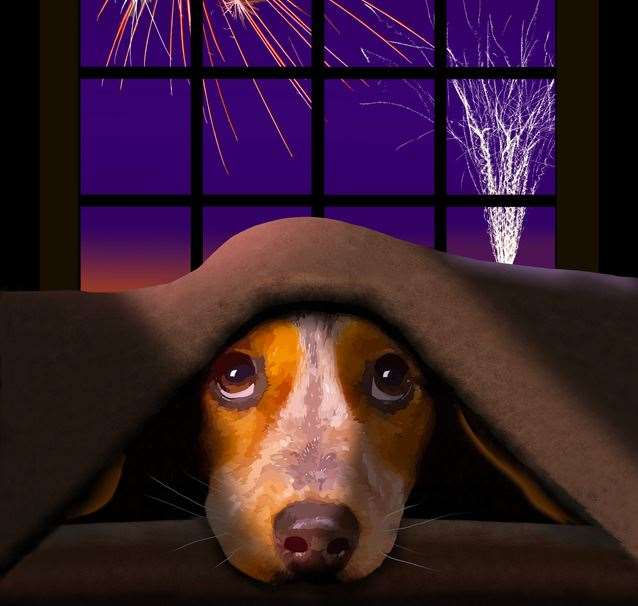 Although most people thoroughly enjoy firework displays, this often isn’t the case for our furry friends