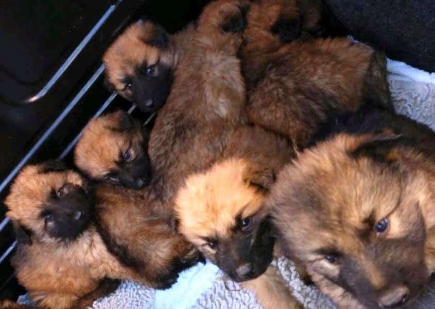 The six young German Shepherds were taken on Saturday