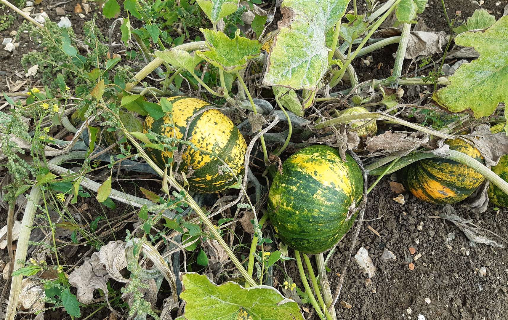 Some of the weird and wacky pumpkins available to pick