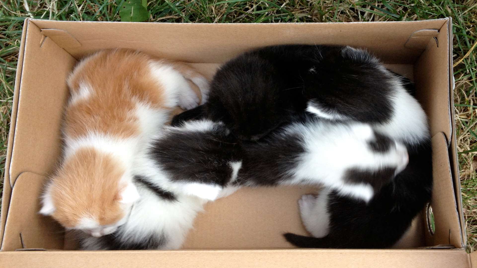 The kitten has been reunited with his brothers and sisters