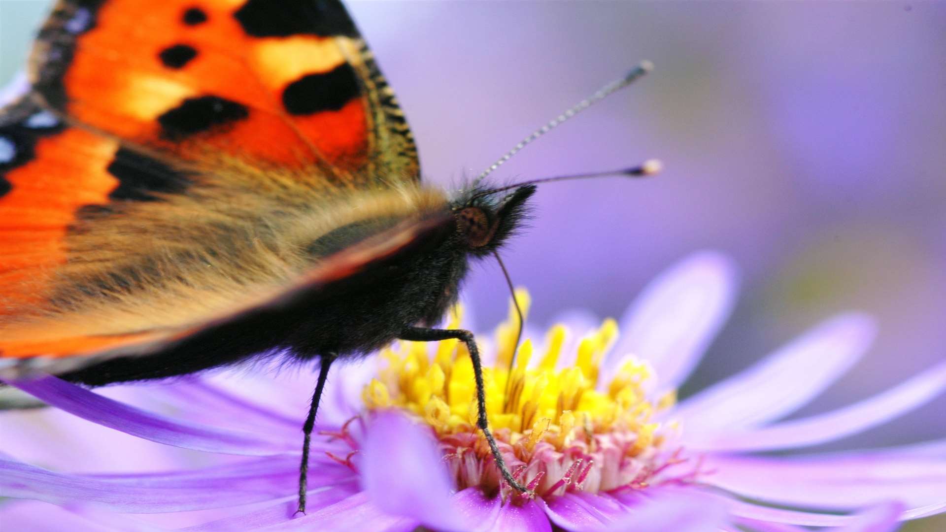 The small tortoiseshell is one of our most-familiar butterflies, appearing in gardens throughout the country
