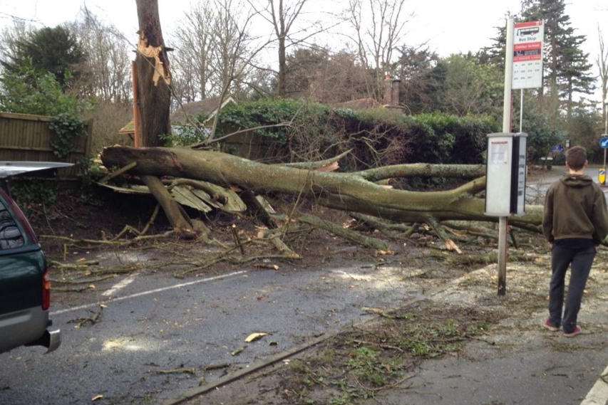 Fallen tree in Pembury Road, Tunbridge Wells