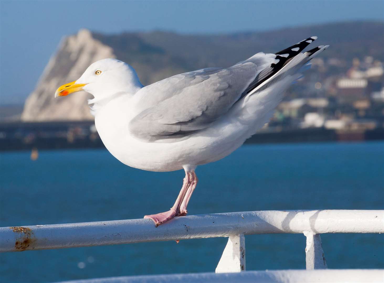 Seagulls have washed up dead on the coast coated in the oil and tar. Picture: Stock image