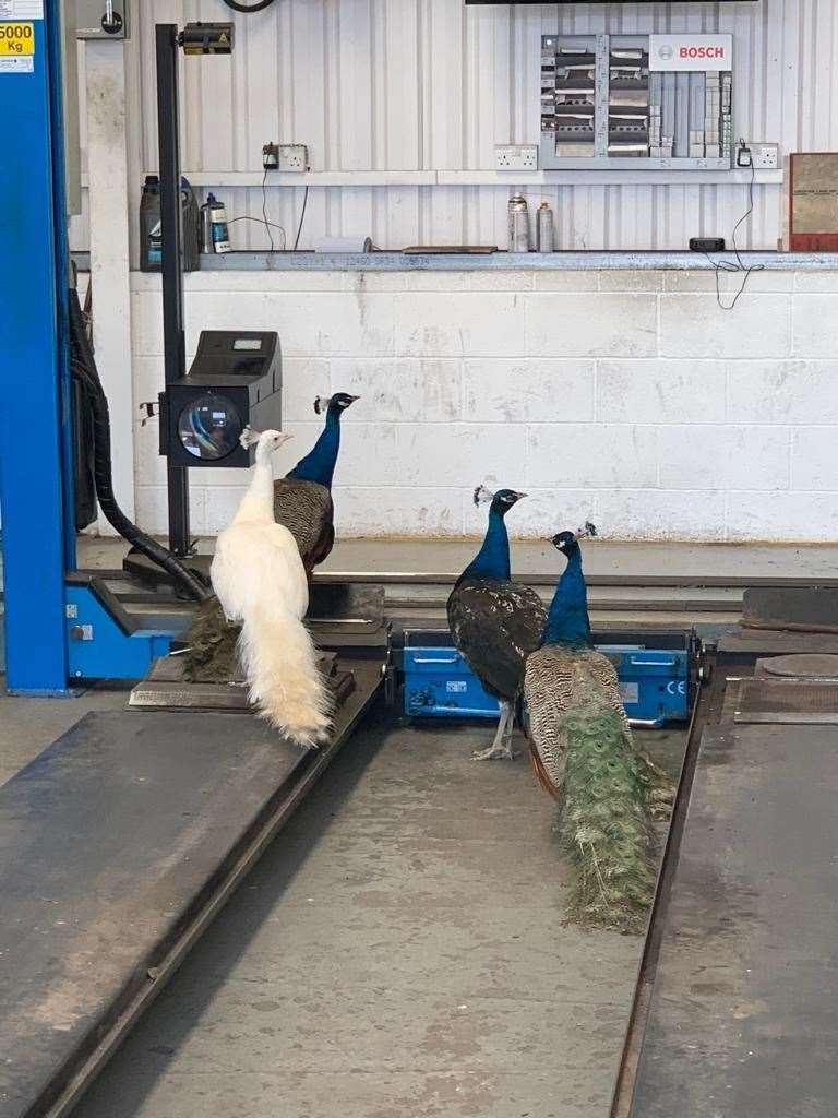 The peacocks called Blanche, Gulliver, Prince and Victor visited Campbells car garage for the day last month