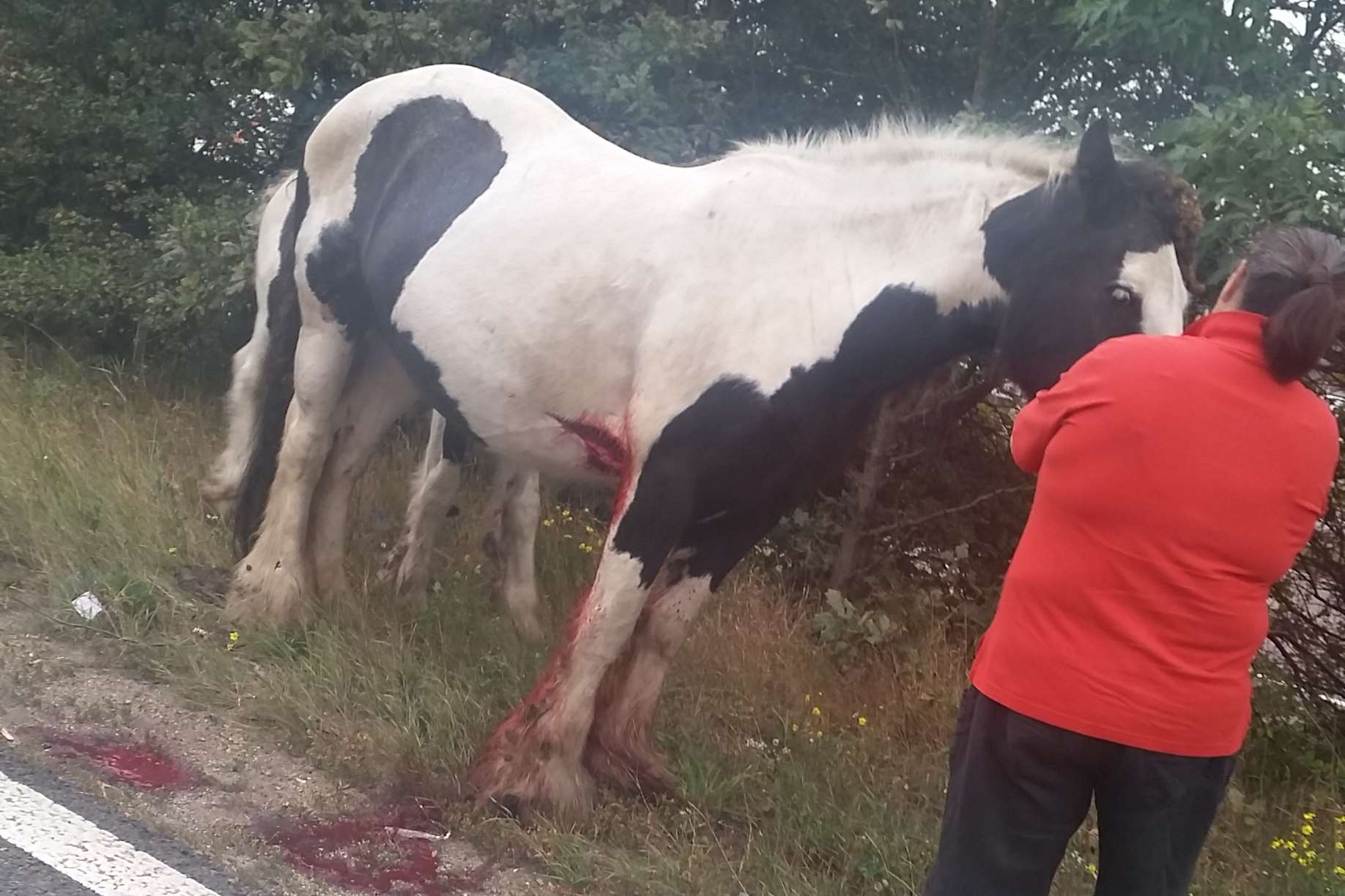 The horse was taken away but only suffered from cuts