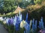 The stunning delphiniums at Godinton House