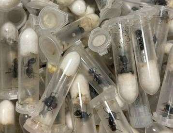 Around 250 ants were discovered having been left in an unopened box since January. Photo: RSPCA Folkestone Branch