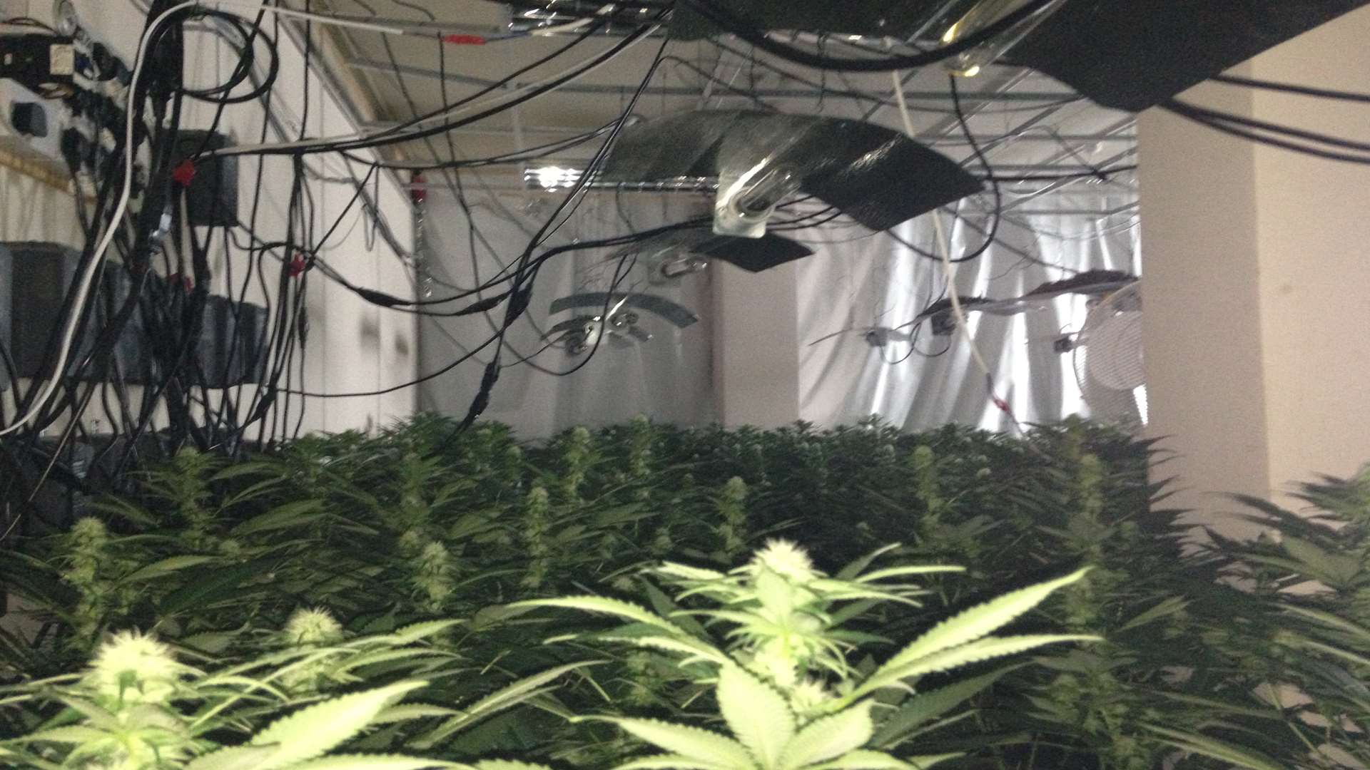 Police raided St Lawrence House on West Hill, Dartford and uncovered thousands of cannabis plants.