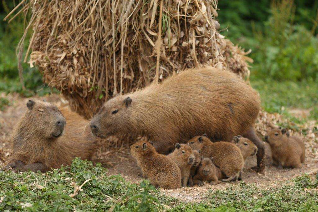 The new capybara at Port Lympne (3395810)