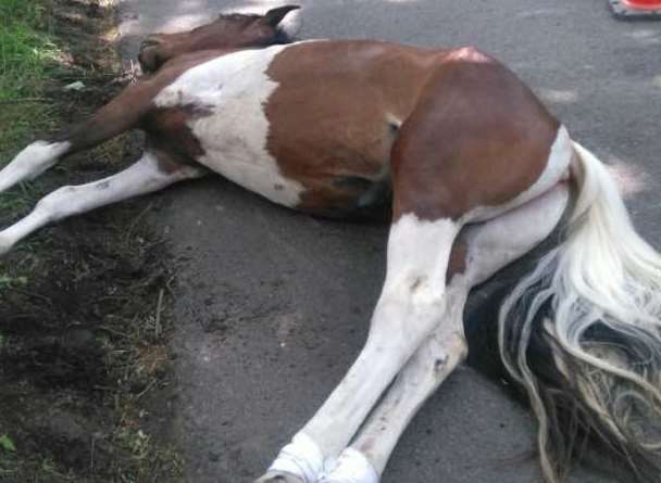 The horse was found in Lenham Road, Headcorn