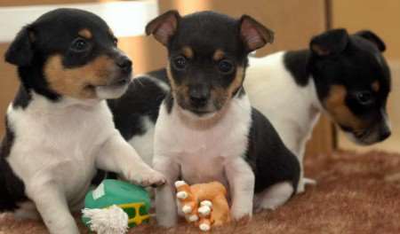 Fraudsters are conning people with bogus promises of puppies. File image.