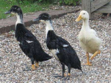 Jemima Carter is anxious for the return of her beloved duck Bob, pictured centre, after her dad Dominic sold her pet by mistake