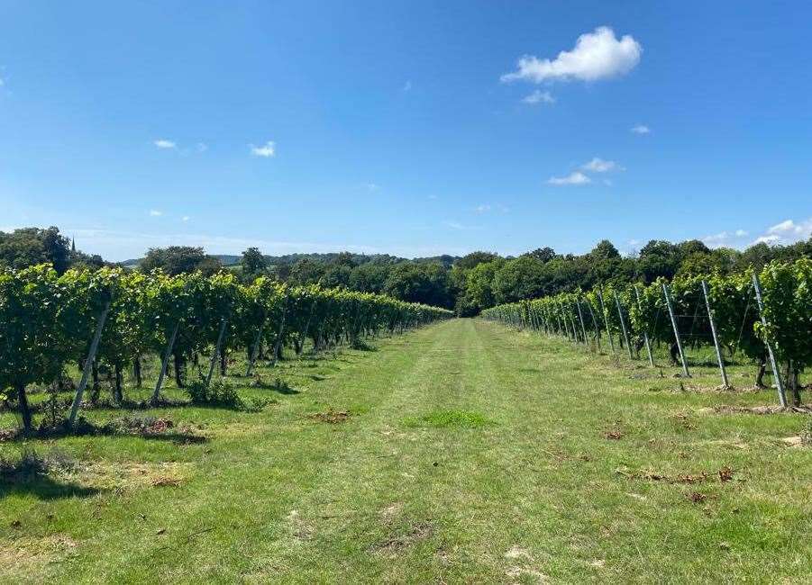 The Roman Road vineyard was the first to be planted by owners Charles and Ruth Simpson in 2014 who founded the vineyard in 2012